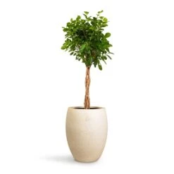 Grigio Tall Balloon Planter - Antique White Concrete -PlantVibe Shop Ficus Moclame Indian Laurel Twisted Stem 23x110cm Grigio Tall Balloon Planter Antique White Concrete 40x50cm