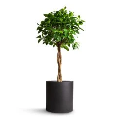 Max Refined Planter - Volcano Black -PlantVibe Shop Ficus Moclame Indian Laurel Twisted Stem 23x110cm Max Refined Planter Volcano Black 29x29.5cm 5136b053 d131 4296 af73 dc7dc6521f22