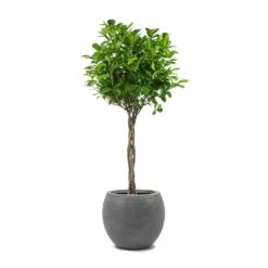 Abby Ball Plant Pot - Ridged Dark Grey -PlantVibe Shop Ficus Moclame Indian Laurel Twisted Stem Abby Ball Plant Pot Ridged Dark Grey 4018ef54 acce 4998 8bb3 fc477060d8a3