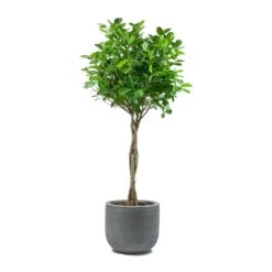Cody Plant Pot - Ridged Dark Grey -PlantVibe Shop Ficus Moclame Indian Laurel Twisted Stem Dice Plant Pot Ridged Dark Grey 0d35bbef 60ba 4e51 8fec 43e05c8b0828