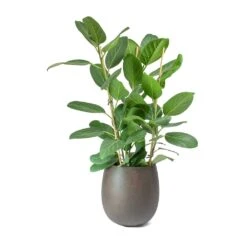 Grigio Balloon Plant Pot - Rusty Iron Concrete -PlantVibe Shop Ficus benghalensis Audrey Bengal Fig Balloon Planter Concrete Rusty Iron 1fc2ea76 af6f 42cf 96fe 0d86347e283f
