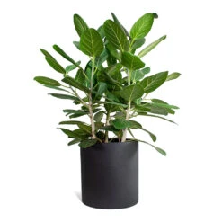 Max Refined Planter - Volcano Black -PlantVibe Shop Ficus benghalensis Audrey Bengal Fig Max Refined Planter Volcano Black STL