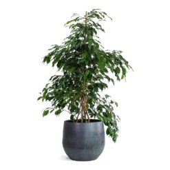 Esra Plant Pot - Graphite -PlantVibe Shop Ficus benjamina Danielle Weeping Fig Branched Esra Plant Pot Graphite 09e18b98 73c6 467d 8f39 e9370f734219