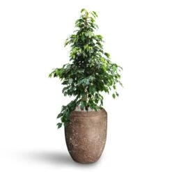 Polystone Coated Plain Coppa Planter - Rock -PlantVibe Shop Ficus benjamina Danielle Weeping Fig Hydroculture Polystone Coated Plain Coppa Planter Rock