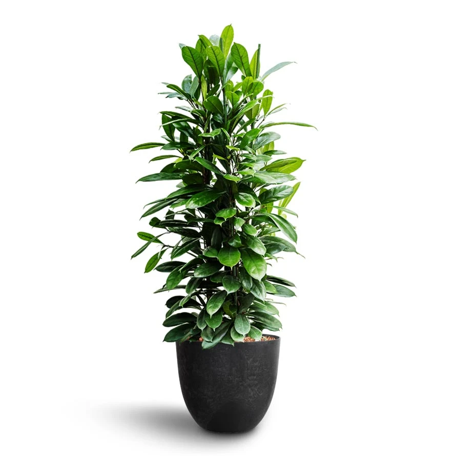 Ficus Cyathistipula - HydroCare 4 Ficus Cyathistipula - HydroCare - Image 4