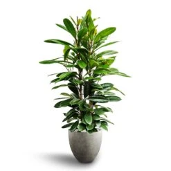 Ficus Cyathistipula - HydroCare 28 Ficus Cyathistipula - HydroCare -PlantVibe Shop Ficus cyathistipula African Fig Grigio Egg Pot Planter Natural Concrete