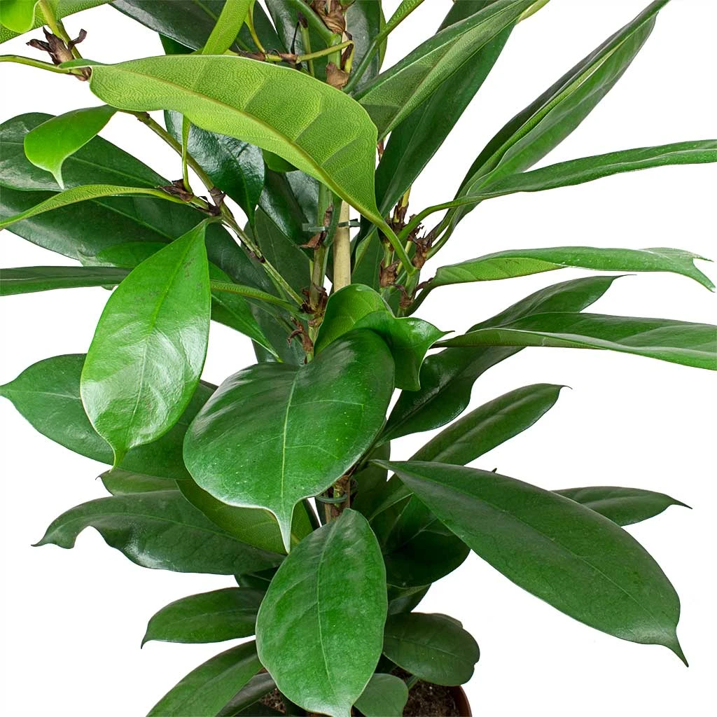 Ficus Cyathistipula - HydroCare 3 Ficus Cyathistipula - HydroCare - Image 3