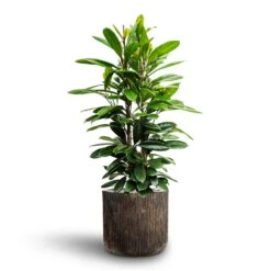 Ficus Cyathistipula - HydroCare 27 Ficus Cyathistipula - HydroCare -PlantVibe Shop Ficus cyathistipula African Fig Luxe Lite Waterfall Cylinder Planter Bronze