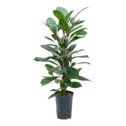 Ficus Cyathistipula - HydroCare 20 Ficus Cyathistipula - HydroCare -PlantVibe Shop Ficus cyathistipula Hydroculture 15 19x80cm