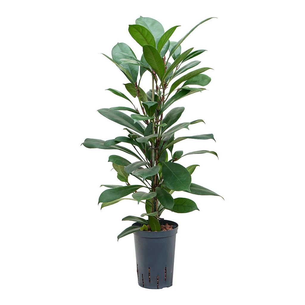 Ficus Cyathistipula - HydroCare 6 Ficus Cyathistipula - HydroCare - Image 6