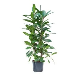 Ficus Cyathistipula - HydroCare 23 Ficus Cyathistipula - HydroCare -PlantVibe Shop Ficus cyathistipula Hydroculture 22 19x120cm