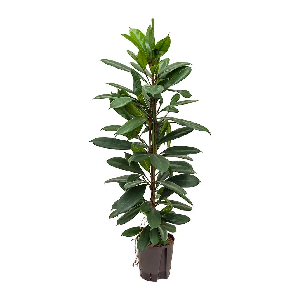Ficus Cyathistipula - HydroCare 1 Ficus Cyathistipula - HydroCare