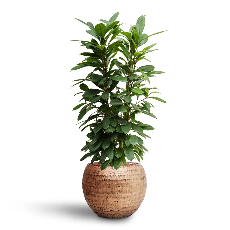 Ficus Cyathistipula - HydroCare 8 Ficus Cyathistipula - HydroCare - Image 8