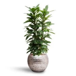 Opus Hammered Globe Planter - Silver -PlantVibe Shop Ficus cyathistipula Hydroculture Opus Hammered Globe Planter Silver ad21513c c5a9 4fa0 808b 6d9cbb4628e2
