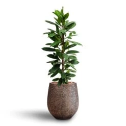 Ficus Cyathistipula - HydroCare 21 Ficus Cyathistipula - HydroCare -PlantVibe Shop Ficus cyathistipula Hydroculture Opus Hit Darcy Planter Gold