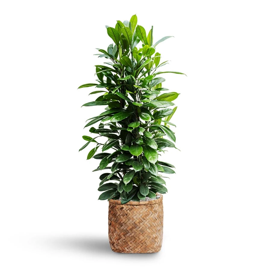 Ficus Cyathistipula - HydroCare 12 Ficus Cyathistipula - HydroCare - Image 12