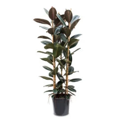 Ficus Elastica Abidjan - Burgundy Rubber Plant -PlantVibe Shop Ficus elastica Abidjan 35x185cm