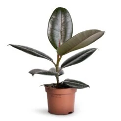 Ficus Elastica Abidjan - Burgundy Rubber Plant -PlantVibe Shop Ficus elastica Abidjan Burgundy Rubber Plant 12x35cm 1