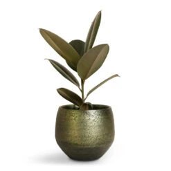 Ficus Elastica Abidjan - Burgundy Rubber Plant -PlantVibe Shop Ficus elastica Abidjan Burgundy Rubber Plant 14x35cm Noor Plant Pot Velvet Green 19x16cm 35165376 54e6 408e 88cf 68d9c8b1ee8a