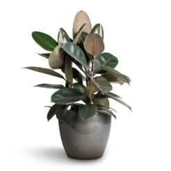 Ficus Elastica Abidjan - Burgundy Rubber Plant -PlantVibe Shop Ficus elastica Abidjan Burgundy Rubber Plant 24x60cm Sven Plant Pot Smoke 33x28cm ba64c22b aeab 48fc 8a37 d7926ef4d96b