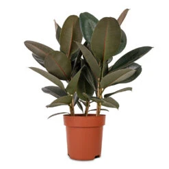 Ficus Elastica Abidjan - Burgundy Rubber Plant -PlantVibe Shop Ficus elastica Abidjan Burgundy Rubber Plant 24x80cm