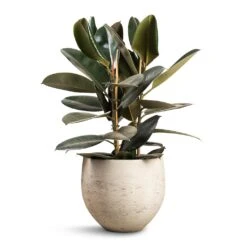 Ficus Elastica Abidjan - Burgundy Rubber Plant -PlantVibe Shop Ficus elastica Abidjan Burgundy Rubber Plant 24x80cm Mini Orb Kevan Plant Pot Grey Washed 32x28cm
