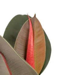 Ficus Elastica Abidjan - Burgundy Rubber Plant -PlantVibe Shop Ficus elastica Abidjan Burgundy Rubber Plant DETAIL
