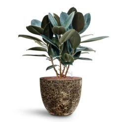 Lava Couple Relic Planter - Black 22 Lava Couple Relic Planter - Black -PlantVibe Shop Ficus elastica Abidjan HydroCare Lava Couple Relic Planter Black d1e501c3 7461 4a84 ac90 58f98aa0e312