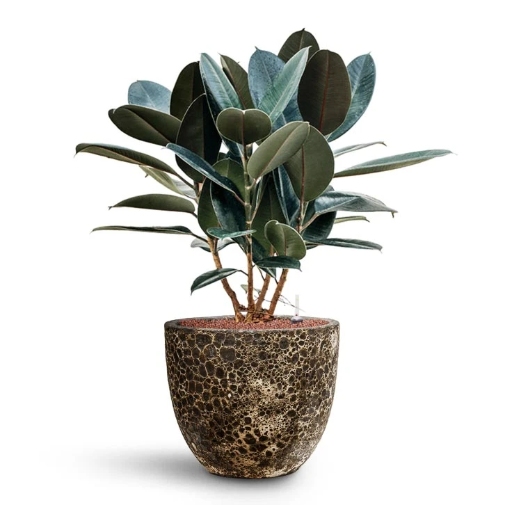 Lava Couple Relic Planter - Black 10 Lava Couple Relic Planter - Black - Image 10