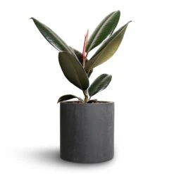 Puk Natural Planter - Matt Black 10 Puk Natural Planter - Matt Black -PlantVibe Shop Ficus elastica Abidjan Rubber Plant 12x35cm Puk Natural Planter Matt Black 15x15cm