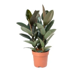 Ficus Elastica Abidjan - Burgundy Rubber Plant -PlantVibe Shop Ficus elastica Abidjan Rubber Plant