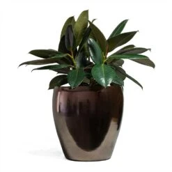 Ficus Elastica Abidjan - Burgundy Rubber Plant -PlantVibe Shop Ficus elastica Abidjan Rubber Plant 24x60cm Amora Plant Pot Black Gold 32x32cm 096b7662 634b 47ca 9c01 22f0fde1e712