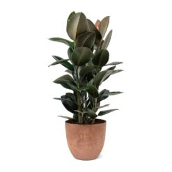 Ficus Elastica Abidjan - Burgundy Rubber Plant -PlantVibe Shop Ficus elastica Abidjan Rubber Plant Bola Artstone Plant Pot Oak
