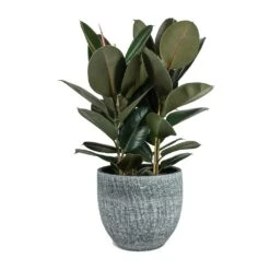 Ficus Elastica Abidjan - Burgundy Rubber Plant -PlantVibe Shop Ficus elastica Abidjan Rubber Plant Karlijn Plant Pot Anthracite 5473e867 458c 4508 b4e0 e6c7c4d936ac
