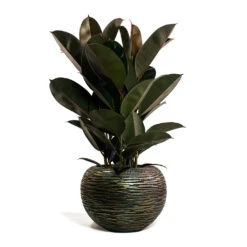Luxe Lite Wrinkle Globe Planter - Bronze -PlantVibe Shop Ficus elastica Abidjan Rubber Plant Luxe Lite Wrinkle Globe Planter Bronze