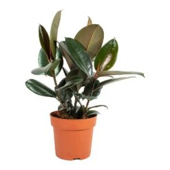 Ficus Elastica Abidjan - Burgundy Rubber Plant -PlantVibe Shop Ficus elastica Abidjan Rubber Plant Medium