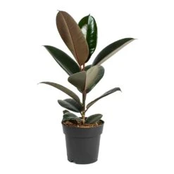 Ficus Elastica Abidjan - Burgundy Rubber Plant -PlantVibe Shop Ficus elastica Abidjan Rubber Plant Small