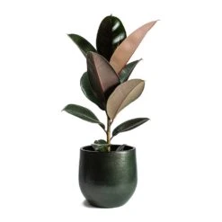 Ficus Elastica Abidjan - Burgundy Rubber Plant -PlantVibe Shop Ficus elastica Abidjan Rubber Plant Zembla Plant Pot c67bf52f 51a2 4e75 9feb ae8f8f8ec552