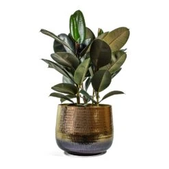 Ficus Elastica Abidjan - Burgundy Rubber Plant -PlantVibe Shop Ficus elastica Abidjan Rubber Plant jenna metal plant pot d6131747 ac3c 4a08 b667 5b79f8ad5f01