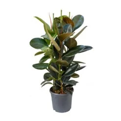 Ficus Elastica Abidjan - Burgundy Rubber Plant -PlantVibe Shop Ficus elastica Abidjan Rubber Plant 89c4167c eb3c 496f 9722 2997d69419b1
