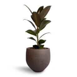Ficus Elastica Melany - Rubber Plant 12 Ficus Elastica Melany - Rubber Plant -PlantVibe Shop Ficus elastica Melany Rubber Plant 14x35cm Mini Orb Kevan Plant Pot Ash Brown 18x15cm ccfd83ea 194d 4b5f 95c2 4579e796f75a