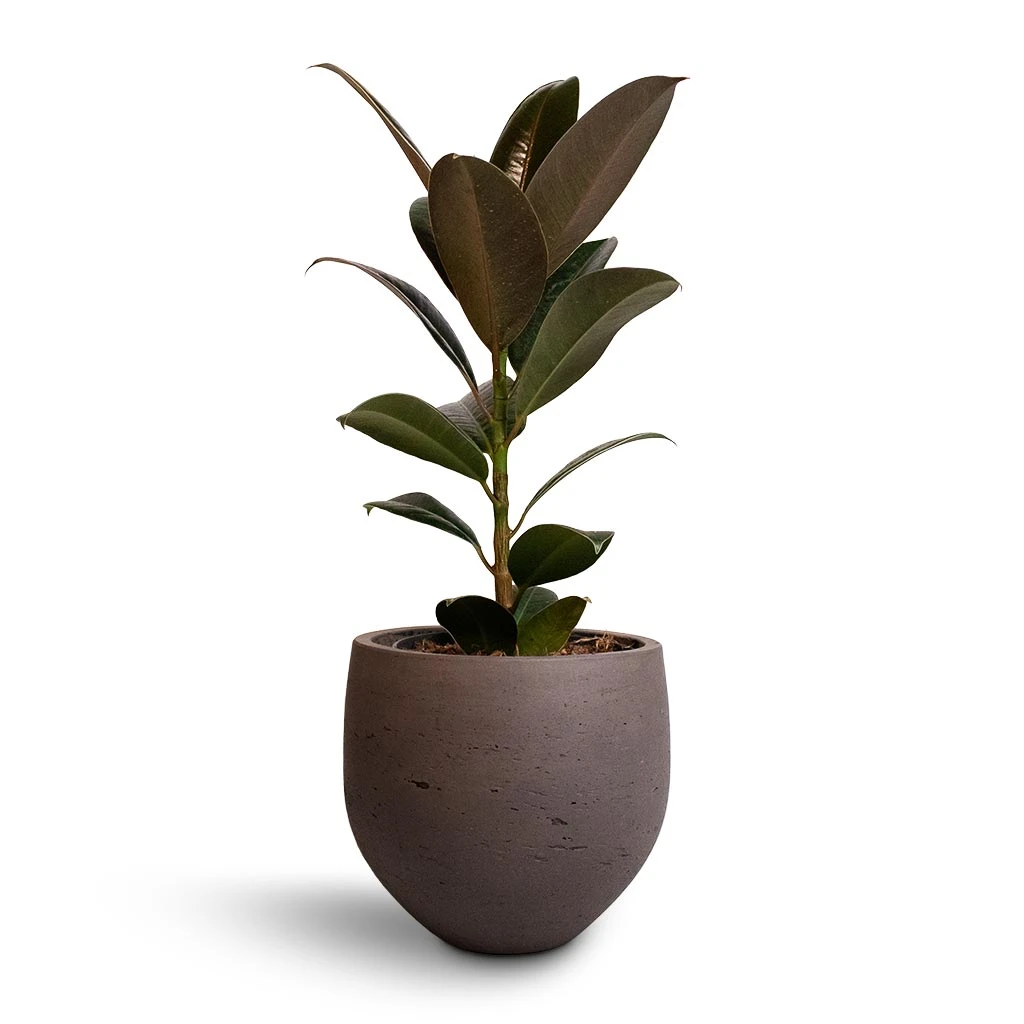 Ficus Elastica Melany - Rubber Plant 3 Ficus Elastica Melany - Rubber Plant - Image 3