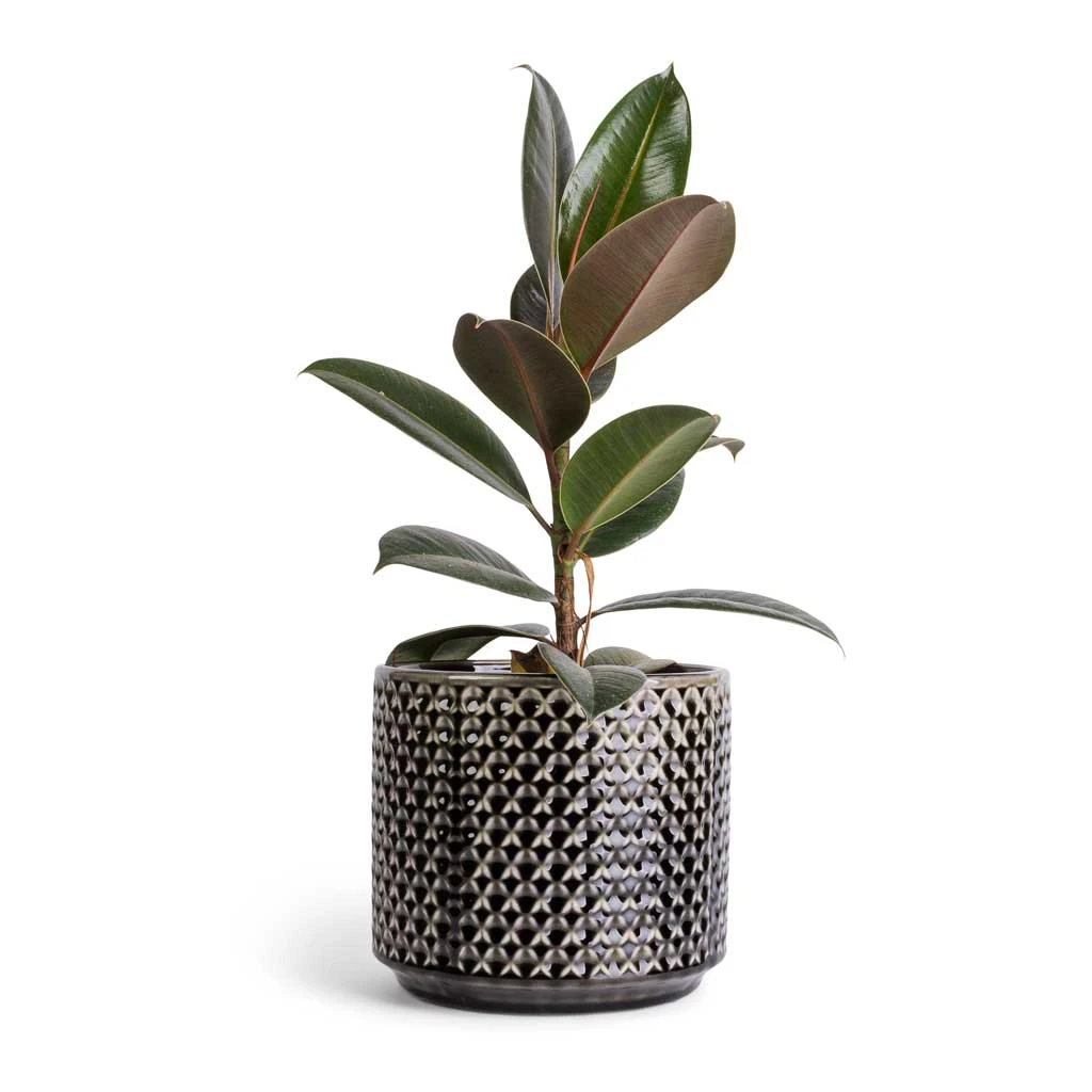 Ficus Elastica Melany - Rubber Plant 5 Ficus Elastica Melany - Rubber Plant - Image 5