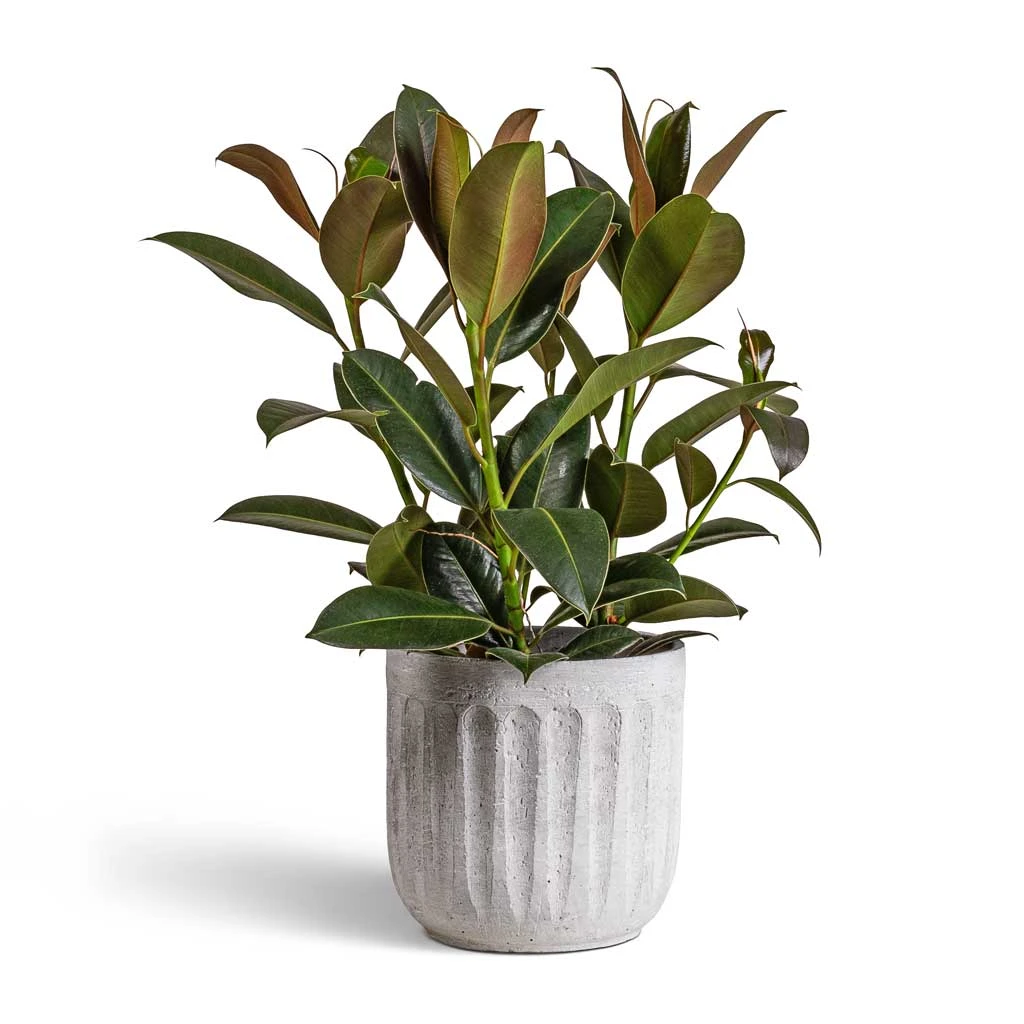 Ficus Elastica Melany - Rubber Plant 1 Ficus Elastica Melany - Rubber Plant