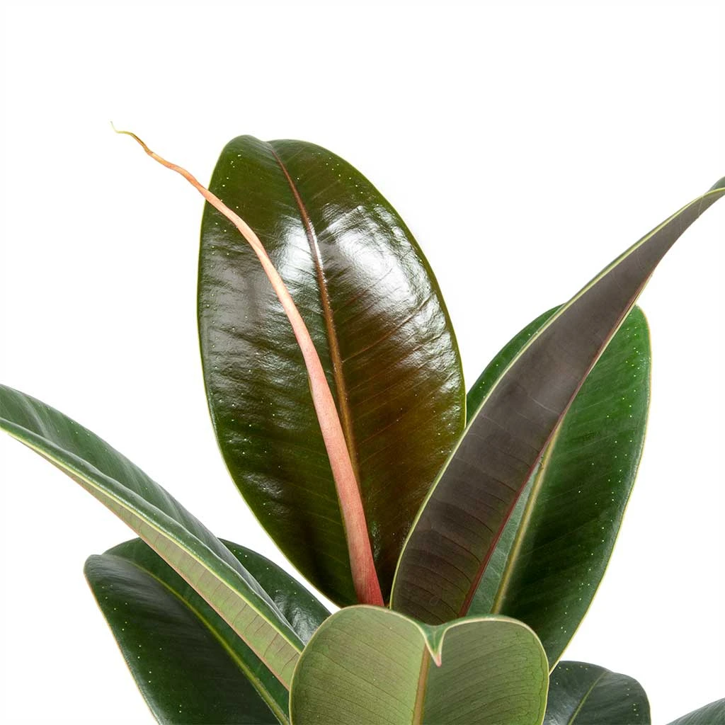 Ficus Elastica Melany - Rubber Plant 2 Ficus Elastica Melany - Rubber Plant - Image 2