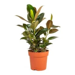 Ficus Elastica Melany - Rubber Plant 15 Ficus Elastica Melany - Rubber Plant -PlantVibe Shop Ficus elastica Melany Rubber Plant Medium