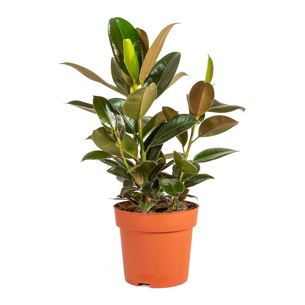 Ficus Elastica Melany - Rubber Plant 6 Ficus Elastica Melany - Rubber Plant - Image 6