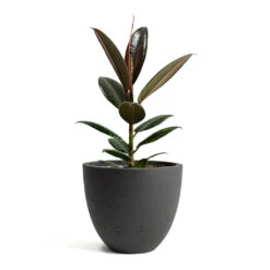 Ficus Elastica Melany - Rubber Plant 17 Ficus Elastica Melany - Rubber Plant -PlantVibe Shop Ficus elastica Melany Rubber Plant Mini Jesslyn Plant Pot Black Washed bb31d676 6fb2 41b1 8168 1bcc36d4ea60