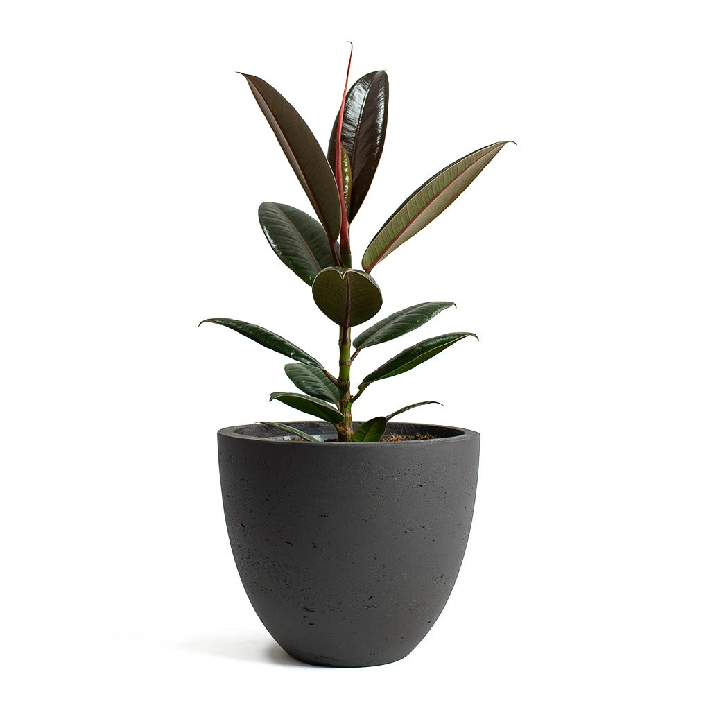 Ficus Elastica Melany - Rubber Plant 8 Ficus Elastica Melany - Rubber Plant - Image 8