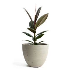 Ficus Elastica Melany - Rubber Plant 18 Ficus Elastica Melany - Rubber Plant -PlantVibe Shop Ficus elastica Melany Rubber Plant Mini Jesslyn Plant Pot Grey Washed 6dc36e87 95ad 46d6 a891 69e2f3694f7e